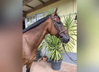 Einsiedler, Castrone, 14 Anni, 171 cm, Baio