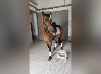 Einsiedler, Castrone, 17 Anni, 163 cm, Baio