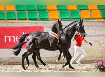 Einsiedler, Castrone, 2 Anni, 168 cm, Baio scuro