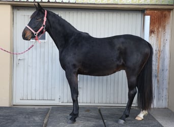 Einsiedler, Castrone, 3 Anni, 160 cm, Baio nero