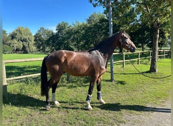 Einsiedler, Castrone, 3 Anni, 165 cm, Baio