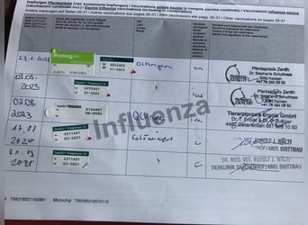 Einsiedler, Castrone, 3 Anni, 170 cm, Baio