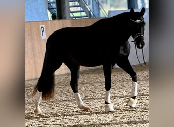 Einsiedler, Castrone, 4 Anni, 166 cm, Morello