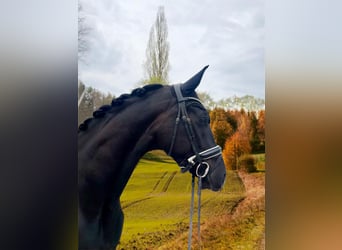 Einsiedler, Castrone, 4 Anni, 166 cm, Morello