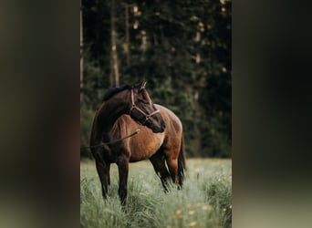 Einsiedler, Castrone, 4 Anni, 169 cm, Baio scuro