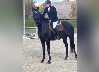 Einsiedler, Castrone, 4 Anni, 171 cm, Baio scuro