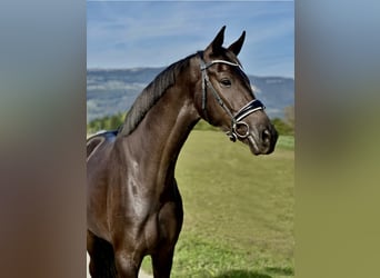 Einsiedler, Castrone, 4 Anni, 173 cm, Morello
