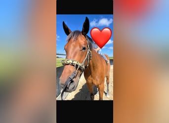Einsiedler, Castrone, 5 Anni, 160 cm, Baio