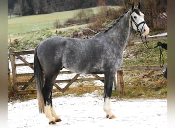 Einsiedler, Castrone, 5 Anni, 165 cm, Grigio