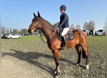 Einsiedler, Castrone, 5 Anni, Baio