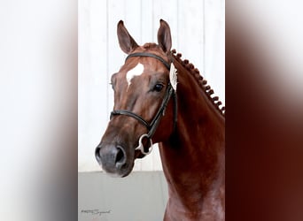 Einsiedler, Castrone, 7 Anni, 176 cm, Sauro