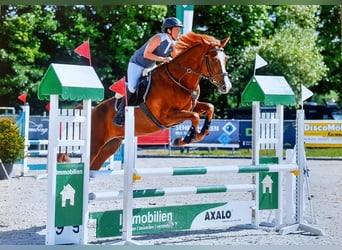 Einsiedler, Castrone, 8 Anni, 178 cm, Sauro