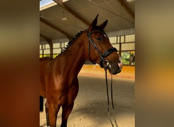 Einsiedler, Castrone, 8 Anni, 179 cm, Baio