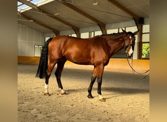 Einsiedler, Castrone, 8 Anni, 179 cm, Baio