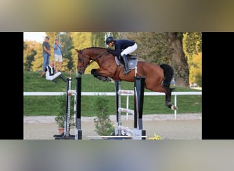 Einsiedler, Castrone, 9 Anni, 168 cm, Baio