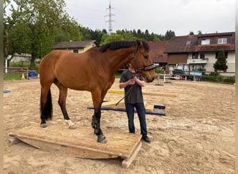 Einsiedler, Castrone, 9 Anni, 170 cm, Baio