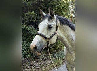 Einsiedler, Castrone, 9 Anni