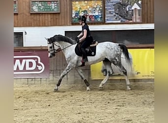 Einsiedler, Castrone, 9 Anni