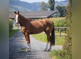 Einsiedler, Castrone, 9 Anni, Sauro