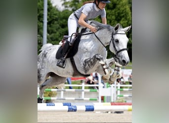 Einsiedler, Giumenta, 10 Anni, 162 cm, Grigio