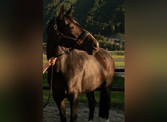 Einsiedler, Giumenta, 10 Anni, 174 cm, Baio scuro