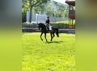 Einsiedler, Giumenta, 11 Anni, 160 cm, Baio scuro