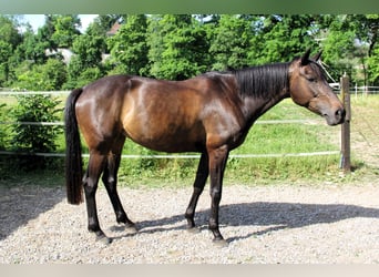 Einsiedler, Giumenta, 11 Anni, 164 cm, Baio