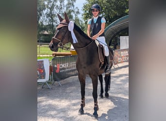 Einsiedler, Giumenta, 11 Anni, 167 cm, Baio scuro