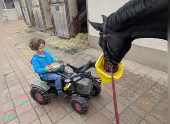 Einsiedler, Giumenta, 11 Anni, 168 cm