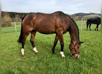 Einsiedler, Giumenta, 12 Anni, 180 cm, Baio