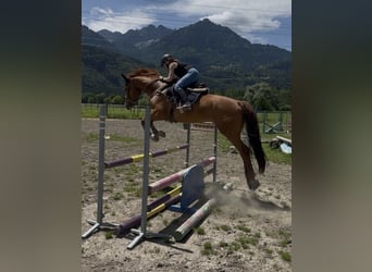 Einsiedler, Giumenta, 13 Anni, 166 cm, Sauro