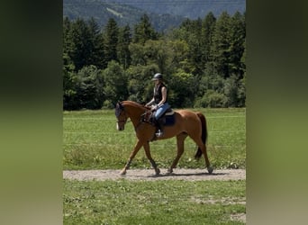 Einsiedler, Giumenta, 13 Anni, 166 cm, Sauro