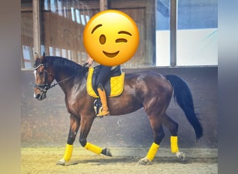 Einsiedler, Giumenta, 14 Anni, 180 cm, Baio