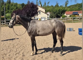 Einsiedler, Giumenta, 5 Anni, 155 cm, Falbo baio