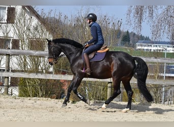 Einsiedler, Giumenta, 7 Anni, 165 cm, Baio scuro
