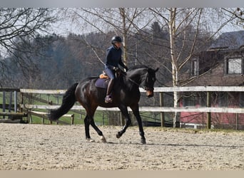 Einsiedler, Giumenta, 7 Anni, 165 cm, Baio scuro