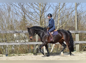 Einsiedler, Giumenta, 7 Anni, 165 cm, Baio scuro