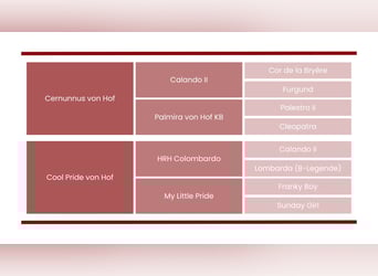 Einsiedler, Giumenta, 8 Anni, Baio