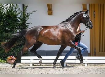 Einsiedler, Giumenta, 9 Anni, 164 cm, Baio scuro