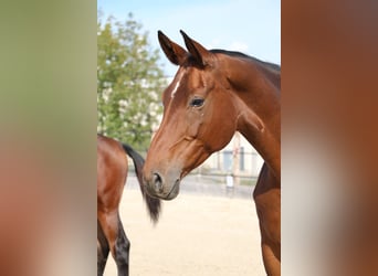 Einsiedler, Giumenta, 9 Anni, 170 cm, Baio