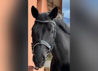 Einsiedler, Giumenta, 9 Anni, 170 cm, Baio nero