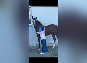 Einsiedler, Stallone, Puledri (04/2025), Baio