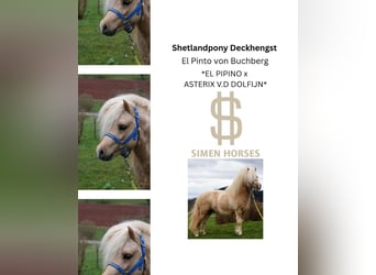 Ponis Shetland, Semental, 17 años, 100 cm, Pío