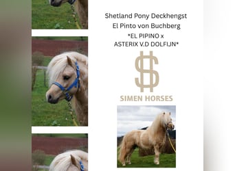 Shetland Ponies, Stallion, 17 years, 9,2 hh, Pinto