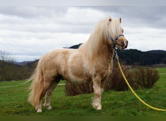 Shetland Ponys, Hengst, 15 Jahre, 100 cm, Schecke