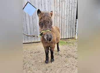 Shetland, Stallone, 18 Anni, 100 cm, Pezzato