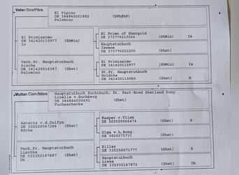 Shetland, Stallone, 18 Anni, 100 cm, Pezzato