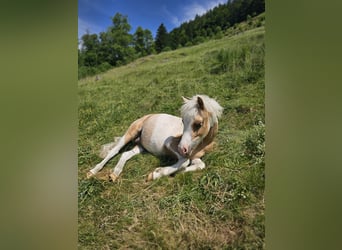 Shetland, Stallone, 18 Anni, 100 cm, Pezzato