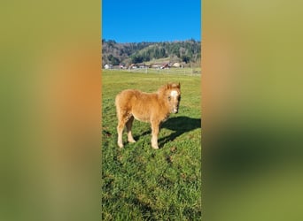 Shetland, Stallone, 18 Anni, 100 cm, Pezzato