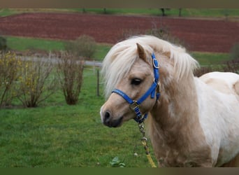 Shetland, Stallone, 17 Anni, 100 cm, Pezzato